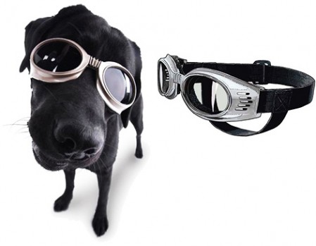 doggles - очки для собак
